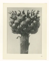 Plant Study (series title: Urformen der Kunst)