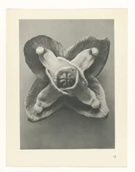 Plant Study (series title: Urformen der Kunst)