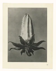 Plant Study (series title)