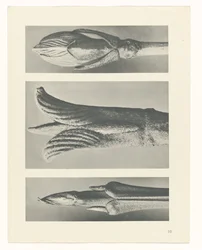 Plant Study (series title)