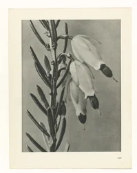 Plant Study (series title)