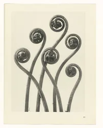 Plant Study (series title)
