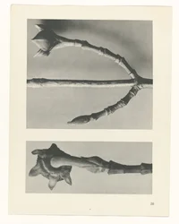Plant Study (series title)