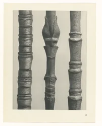 Plant Study (series title)