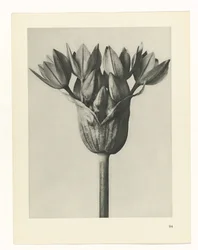 Plant Study (series title)