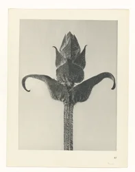 Plant Study (Urformen der Kunst series)