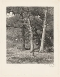 A Forest Clearing
