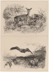 Doe, Eagle