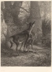 Doe and Fawn