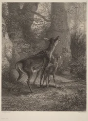 Doe and Fawn