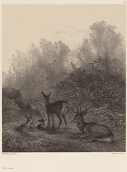 Deer at Rest