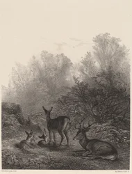 Deer at Rest