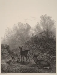 Hinds at Rest