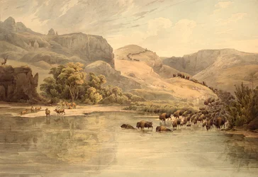 Buffalo and Elk on the Upper Missouri
