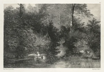 Ducks