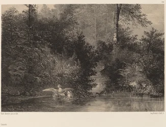 Ducks