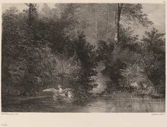Ducks