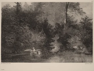 Ducks