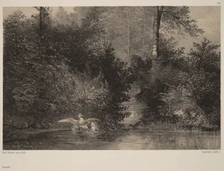 Ducks