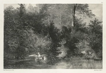 Ducks