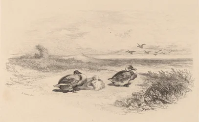 Wild Ducks