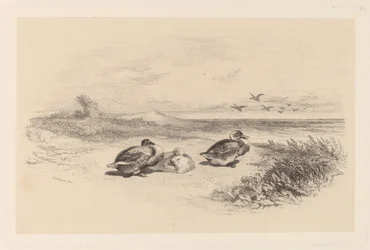 Wild Ducks