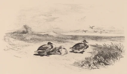 Wild Ducks