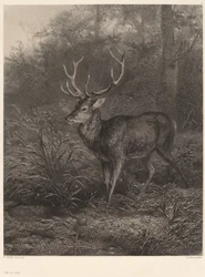 Ten-Point Stag