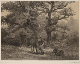 Deer Grazing