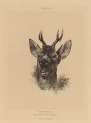 Roe Deer
