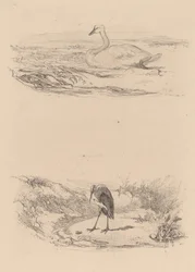 Swan, Heron