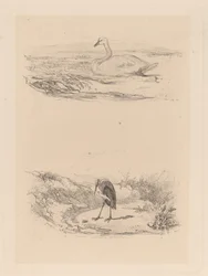 Swan, Heron