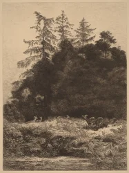 Fallow Deer in a Park