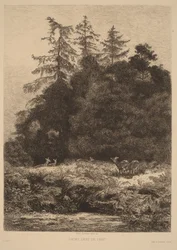 Fallow Deer in a Park