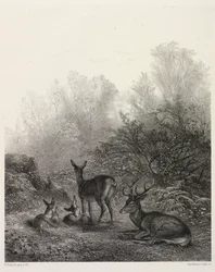 Deer at Rest