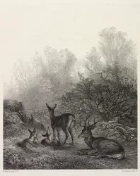 Deer at Rest
