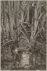 Frogs in the Swamp