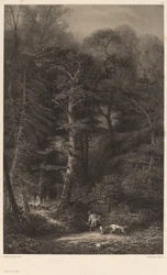 Forest Interior