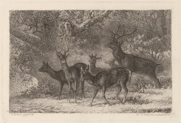 The Herd