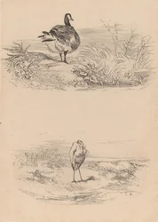 Goose, Heron