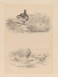 Goose, Heron