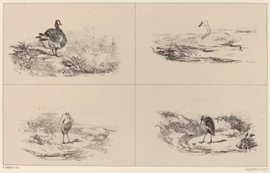 Geese, Swans, Herons
