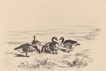 Barnacle Geese