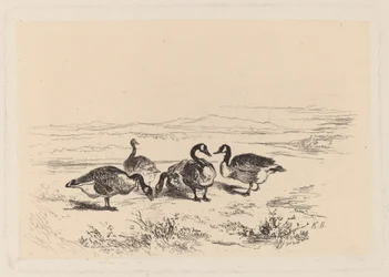 Barnacle Geese