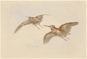 Woodcocks in Flight