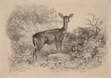 A Doe