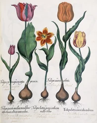Types of Tulips