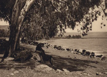 Lake Gennezar, Place where the Five Thousand were fed