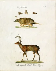 Armadillo and Virginia Deer