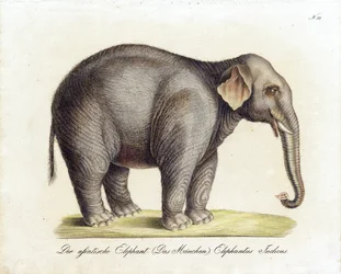 Asian Elephant (Male)